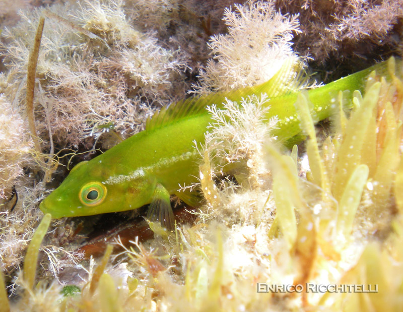 Labrus viridis (Tordo marvizzo)